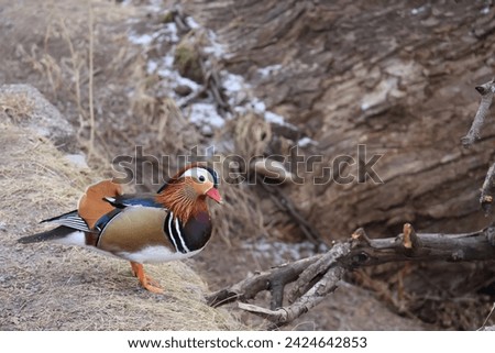 Some, in Sweden, very unusual Mandarin ducks and some usual ducks eat breadcrumbs that friendly people give them. It's winter and food is scarce for the birds, among others. Nice colors. GoranOfSweden