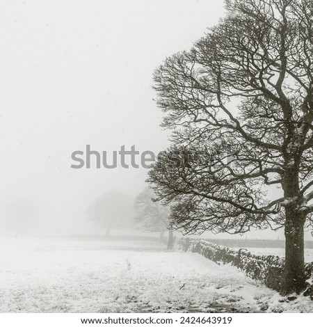 A lone tree in the snow