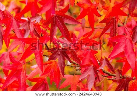 Japanese Acer tree closeup in autumn
