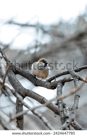 The male House Sparrow (Passer domesticus) observed in El Retiro Park, Madrid, is a small bird with gray and chestnut plumage, often seen chirping and flitting among park foliage. 