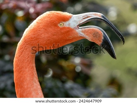 The American Flamingo (Phoenicopterus ruber) found off the northern coast of South America is a magnificent bird with vibrant pink plumage and a distinctively curved bill, commonly seen in wetlands. Royalty-Free Stock Photo #2424647909