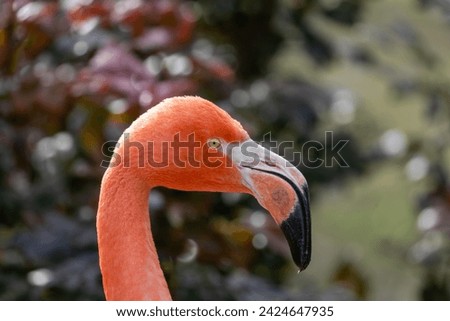 The American Flamingo (Phoenicopterus ruber) found off the northern coast of South America is a magnificent bird with vibrant pink plumage and a distinctively curved bill, commonly seen in wetlands. Royalty-Free Stock Photo #2424647935