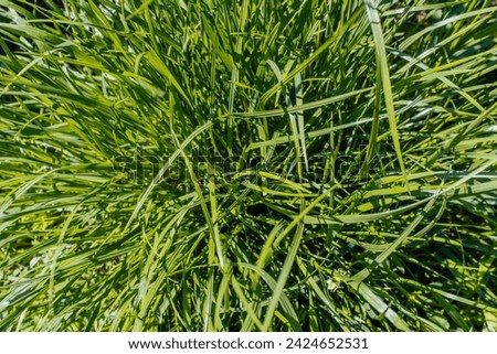 Green grass bush, top view. Natural grasse background for publication, design, poster, calendar, post, screensaver, wallpaper, cover, website. High quality photography