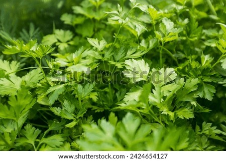 Background from growing parsley background, close-up. Leaves parsley for publication, design, poster, calendar, post, screensaver, wallpaper, cover, website. High quality photography