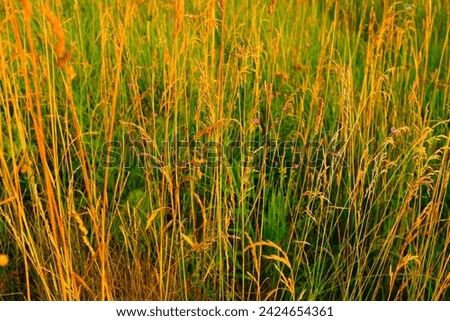 Yellow-green meadowland background, selective focus. Colorful field. Summer meadow for design, poster, calendar, post, screensaver, wallpaper, banner, cover, website. High quality photography