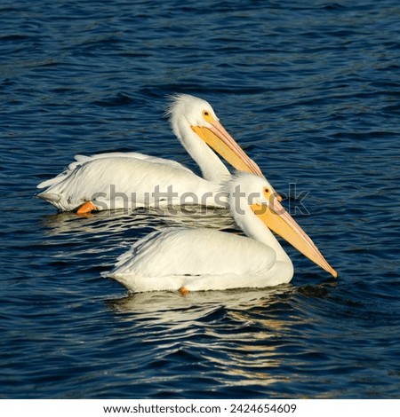 White Pelicans at Fort Anahuac, Texas