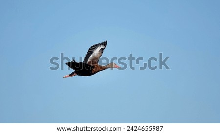                                Black-bellied Whistling Duck in flight with wings extended in the bright morning sunlight. Blue skies provide the background at Savannah National Wildlife Refuge.