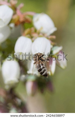 Honey bee polinating blueberry flowers on soft fruit plantation. Insects are a key part in human food production. Detail of a honeybee on white blossom of vaccinium corymbosum.