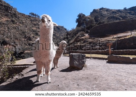 Pisac is a town in Cusco famous for housing the Inca archaeological site of Pisac. Its ruins attract thousands of visitors who tour the Sacred Valley of the Incas.