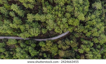 Drone photography of a forest full of green trees with a path in the middle