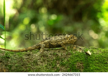 Trioceros rudis chameleon in Uganda's forest. Coarse chameleon is hunting in the forest. Animals who change color of skin. Royalty-Free Stock Photo #2424667315
