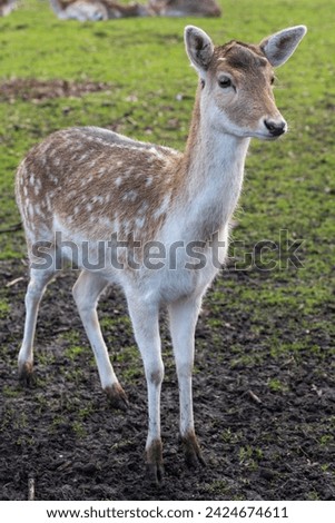 a young deer looks straight ahead, a portrait of a deer
