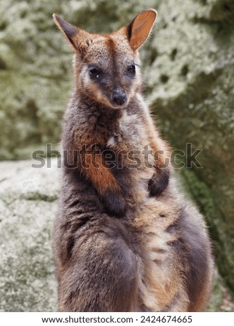 Endearing captivating young Brush-tailed Rock-Wallaby in natural beauty.        