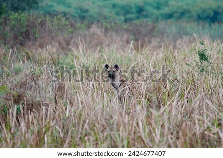 A striped hyena in Lake Mburo National Park