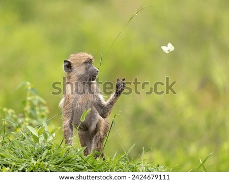A heartwarming scene of a young baboon reaching out towards a fluttering butterfly, set against a lush green backdrop.