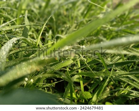 A photo of green grass covered in dew in the morning can be used as an aesthetic background