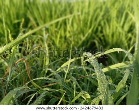 A photo of green grass covered in dew in the morning can be used as an aesthetic background