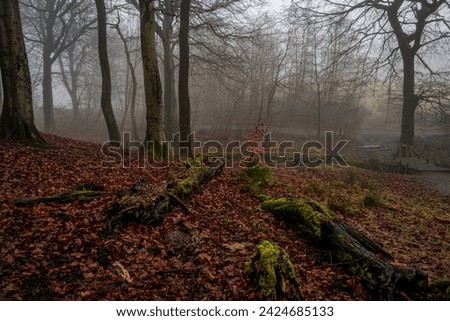 Foggy day at Tandle Hill Country Park Royalty-Free Stock Photo #2424685133