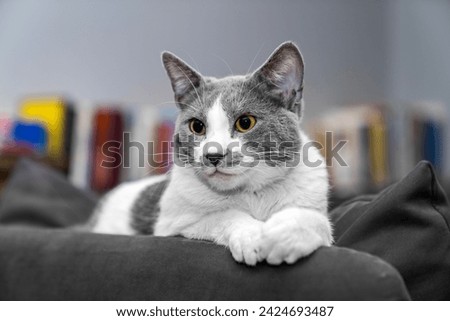 grey and white cat portrait. Muzzle of a gray fluffy cat close-up lying on the couch or sofa or bed. grey background. big eyes. copy space. pet ownership, pet friendship concept. Pet portrait. Royalty-Free Stock Photo #2424693487