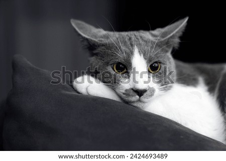 grey and white cat portrait. Muzzle of a gray fluffy cat close-up lying on the couch or sofa or bed. grey background. big eyes. copy space. pet ownership, pet friendship concept. Pet portrait. Royalty-Free Stock Photo #2424693489