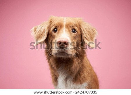 An attentive Nova Scotia Duck Tolling Retriever looks forward, pink background. This gentle dog soft eyes and floppy ears create an inviting and warm portrait