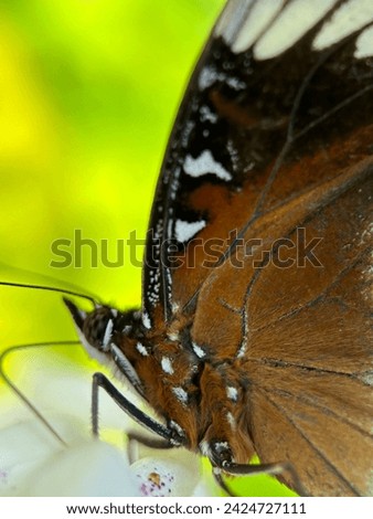 A brown butterfly seen from the side is sucking flower juice