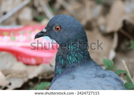 Close-up of the eyes of a pigeon in the city High Quality Photo Pigeons The genus Columba consists of a group of pigeons with medium to large stout bodies. They are often called common pigeons.
