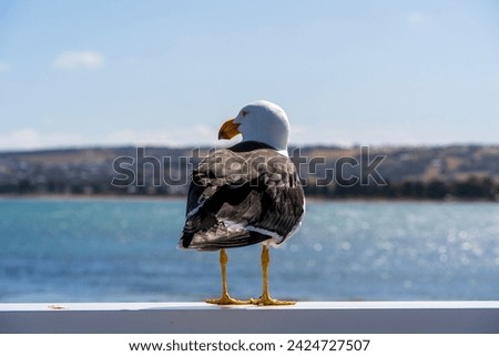 Pacific gull (Larus pacificus) on the Granite Island causeway, Victor Harbor, South Australia Royalty-Free Stock Photo #2424727507