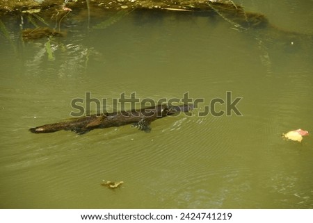 Platypus at Peterson Creek, Yungaburra, Far North Queensland, Australia