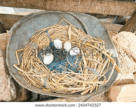 four for chicken eggs left by their parents in the brooding place