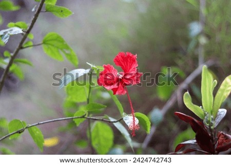 Chinese hibiscus, Chinese rose, Hibiscus, Rose of China, Shoe flower, Tropical Hibiscus. Malayalam Name Chembarathi, flower desktop wallpaper 