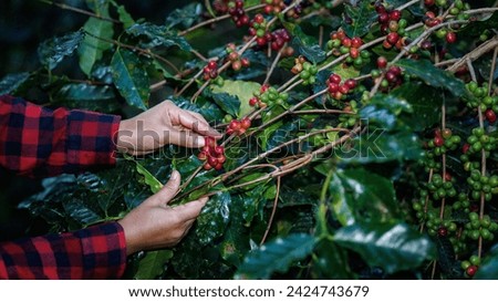farmer using his hands to picking up raw cherry coffee beans on the branch in the coffee plantation in the valley, coffee planting project in the forest at Doi Thep Sadet Didtrict, Chiang Mai, 