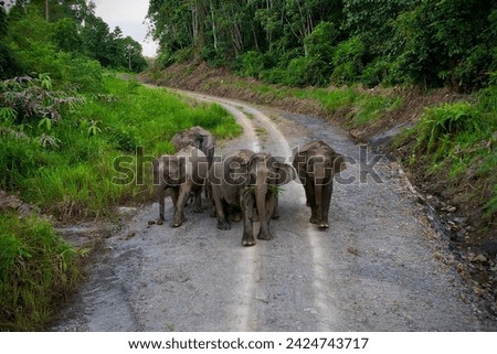 The Bornean Pygmy Elephant, a bigger mammals forest in sabah