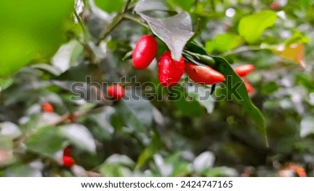 A picture of goji berry plant or lycium barbarum 