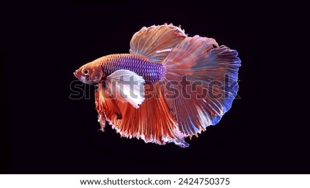 colorful ornamental betta fish with an interesting combination of colors