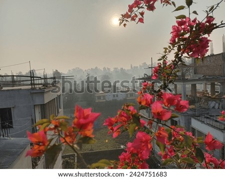 amazing spring dawn floral image, scenic roof landscape with blooming red flowers at morning sunrise, awesome nature background meadow scenery, Bangladesh, Asia