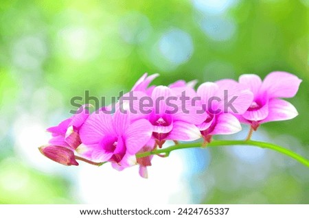 The orchid flower, this is a beautiful flower with the green background at the garden. This picture can be used as a botanical illustration.