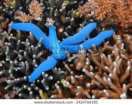 Blue starfish in the tropical coral reef. Detail of the blue sea star, scuba diving picture. Underwater photography of the coral reef. Scuba diving with the marine wildlife. Royalty-Free Stock Photo #2424766181