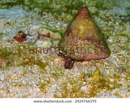 Hermit crab hiding in the shell. Animal portrait, crab on the seabed. Underwater animal photography from scuba diving. Marine life in the tropical ocean, travel picture.