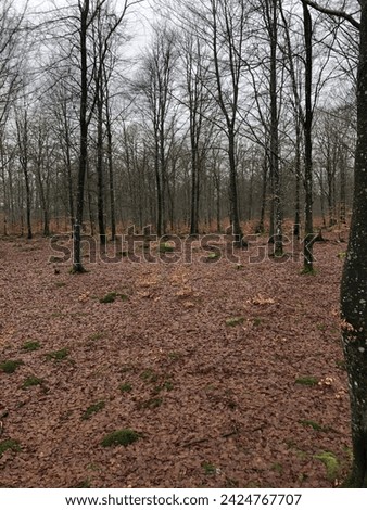 Beech forest in southern sweden Royalty-Free Stock Photo #2424767707