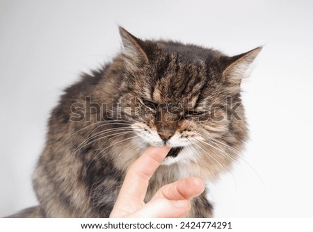 Toothless cat biting or licking finger of owner. Cat aggression, love bites or anxiety concept. Super senior or geriatric cat.18 years old female tabby cat. Selective focus. Gray background. Royalty-Free Stock Photo #2424774291