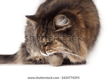 Senior tabby cat playing with catnip ball. Cute fluffy toothless kitty liking or biting catnip toy. Super senior or geriatric cat.18 years old female tabby cat. Selective focus. White background. Royalty-Free Stock Photo #2424774293