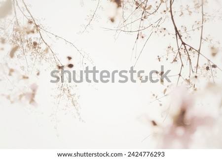 Blur background of Thai Bangor flowers.