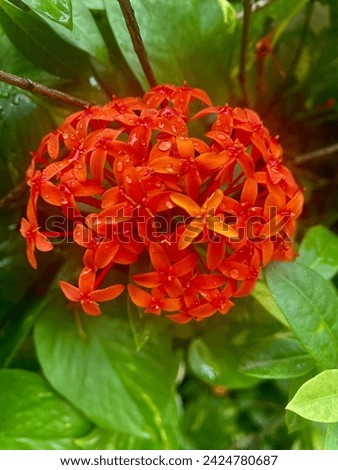 The Ashoka flower has the Latin name Saraca Asoca. This flower is called flam of the wood which means flame of fire from the forest, this is because Ashoka has bright and flaming colors, an ornamental