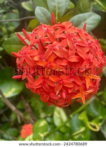 The Ashoka flower has the Latin name Saraca Asoca. This flower is called flam of the wood which means flame of fire from the forest, this is because Ashoka has bright and flaming colors, an ornamental