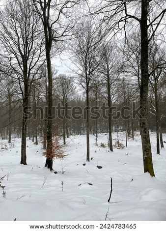 Beech forest in southern sweden Royalty-Free Stock Photo #2424783465