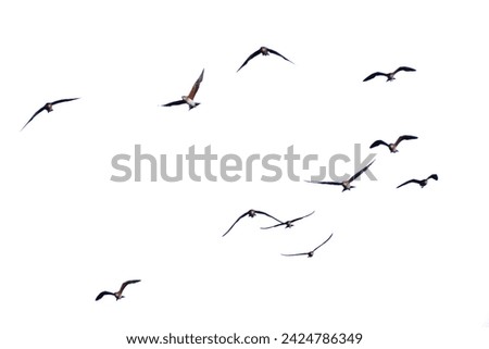 Realistic image of a flock of birds flying on a white background, isolated Royalty-Free Stock Photo #2424786349