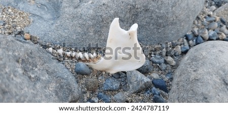 my journey stone edition. Appearance of animal tooth bones without identification of the type and name of this animal.