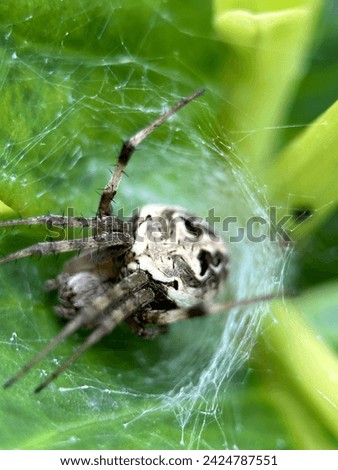 Gray spider is waiting for prey entangled in its web