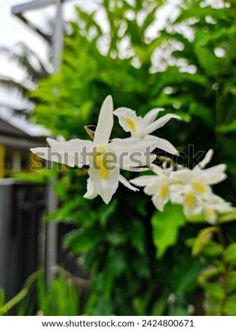 Close up picture from pigeon orchid or dove orchid with latin name Dendrobium crumenatum. It is a popular ornamental plant. it is an epiphytic orchid in the family Orchidacea